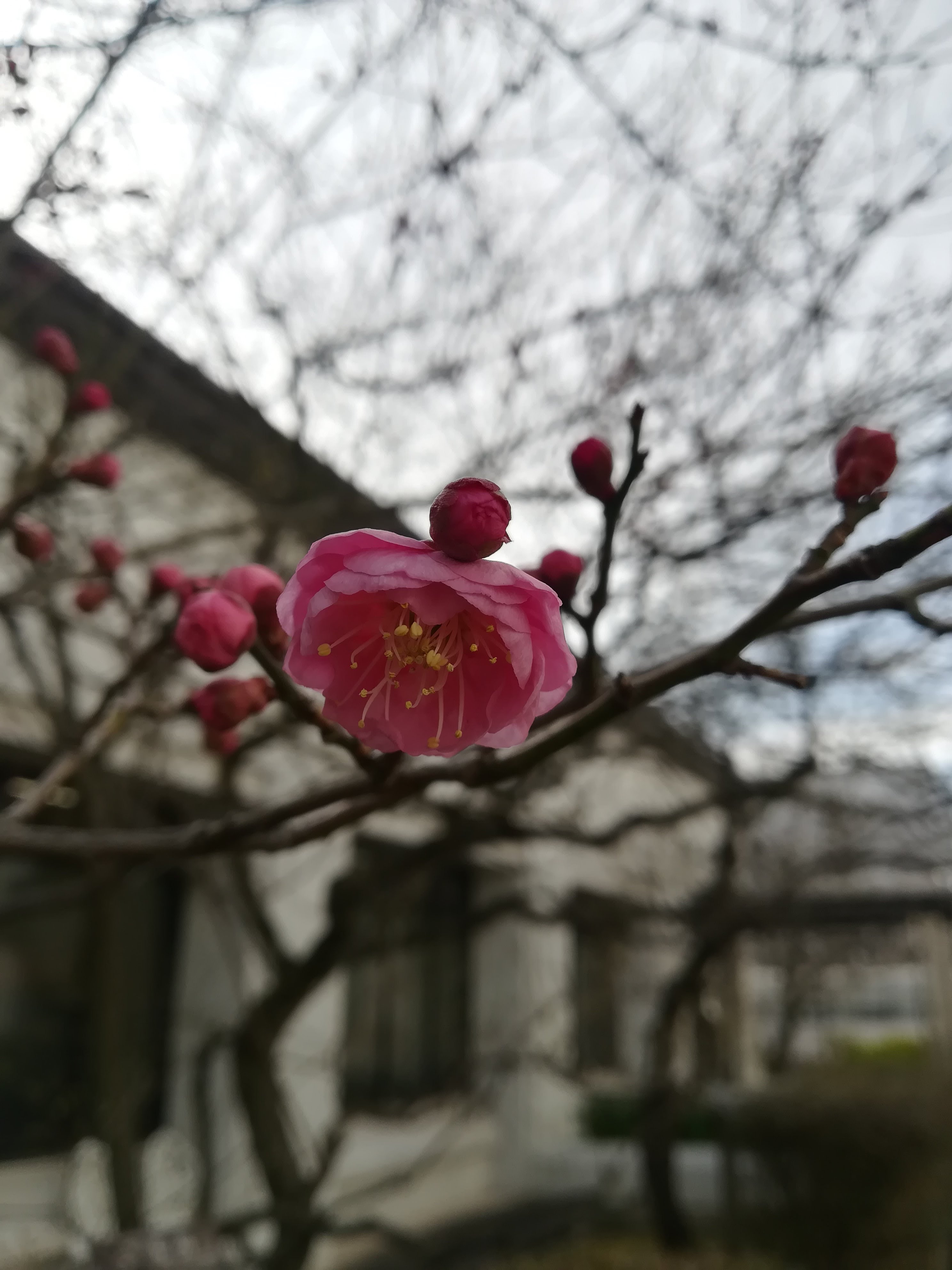 ウメ（紅千鳥）/Prunus mume cv. benichidori
