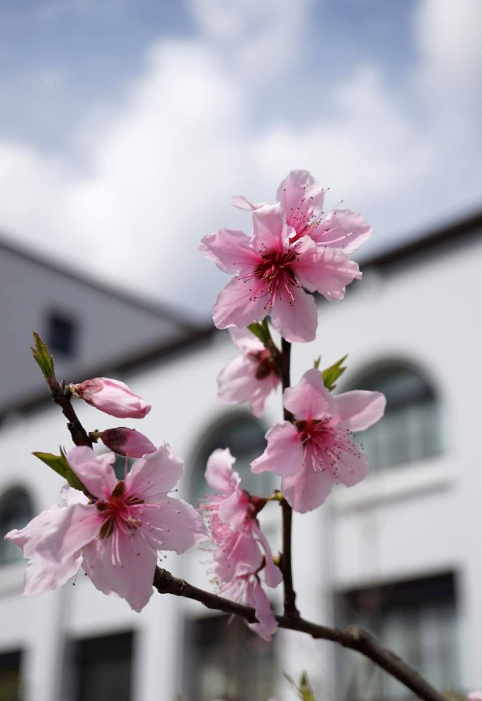 モモ/Prunus persica