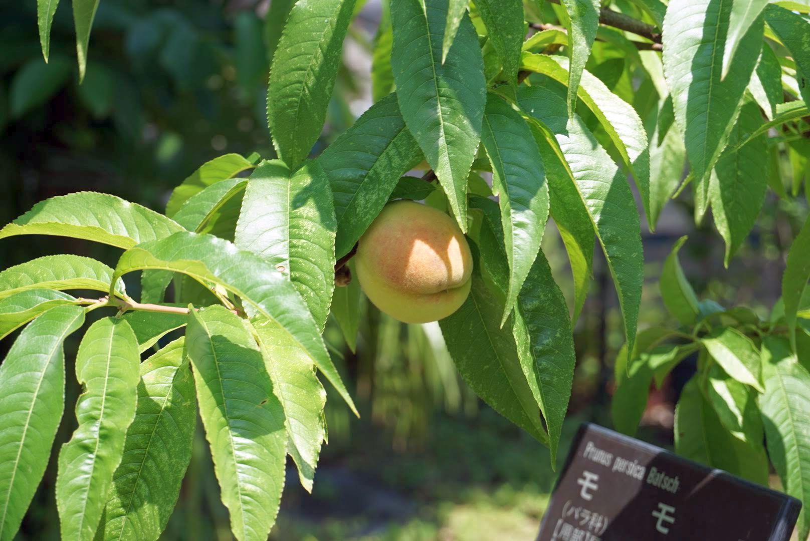 モモPrunus persica