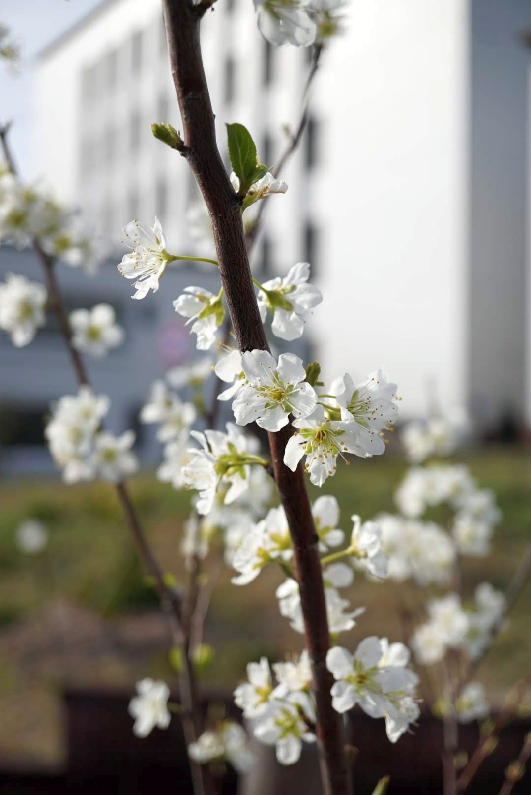 スモモPrunus salicina