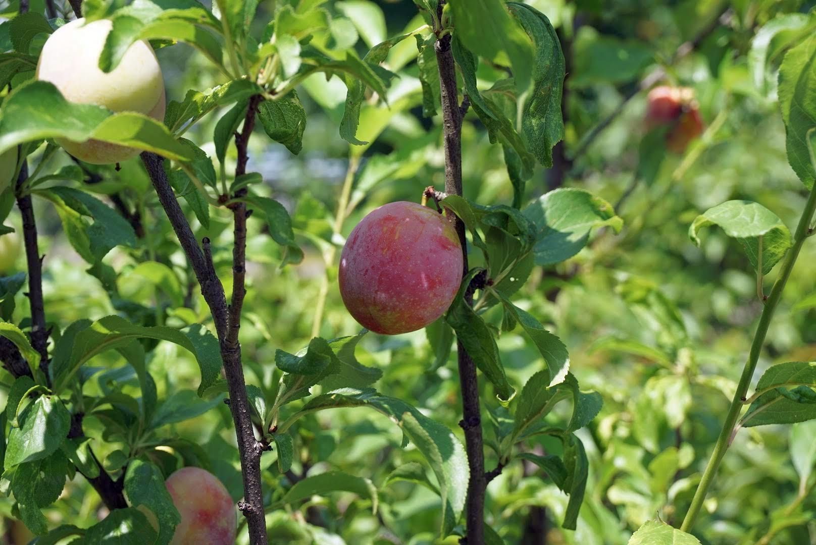 スモモPrunus salicina