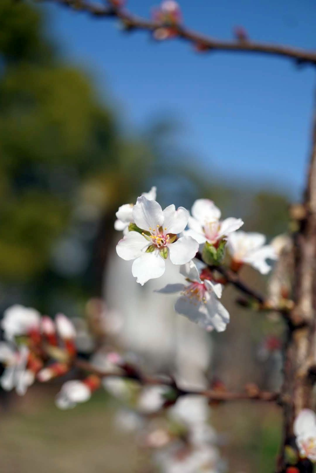 ユスラウメPrunus tomentosa