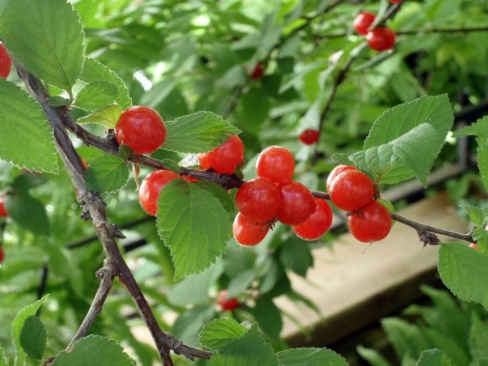ユスラウメPrunus tomentosa