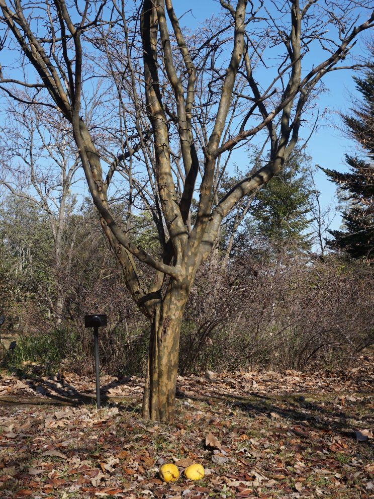 カリン/Pseudocydonia sinensis