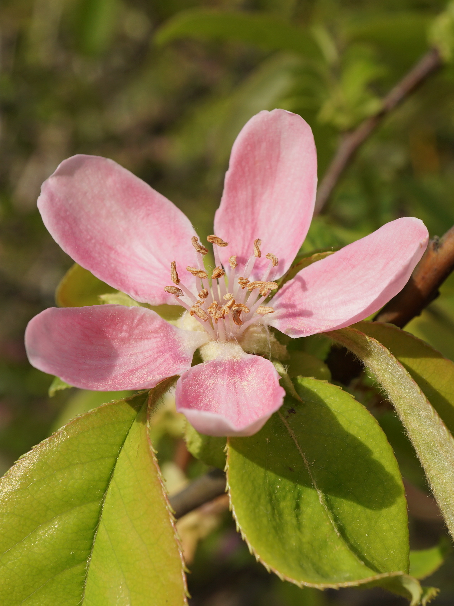 カリン/Pseudocydonia sinensis