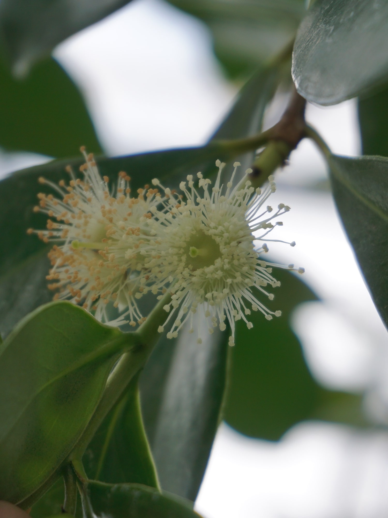 テリハバンジロウ/Psidium cattleianum