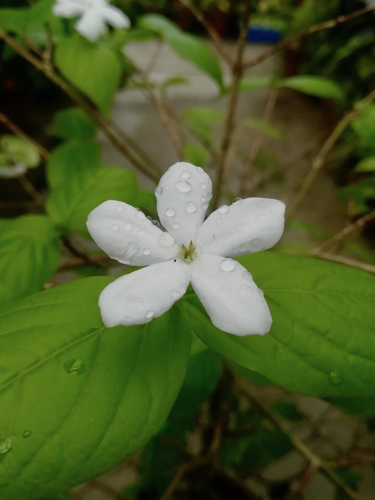 ベンガルコーヒー/Psilanthus bengalensis