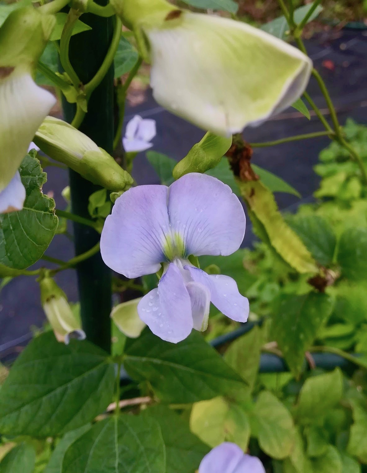 シカクマメ/Psophocarpus tetragonolobus