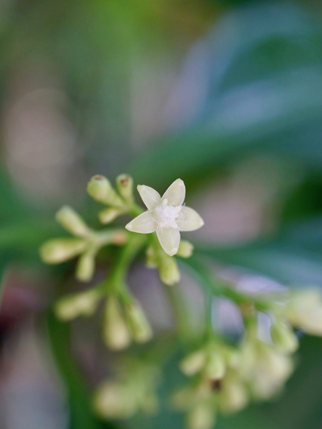 ボチョウジ/Psychotria asiatica