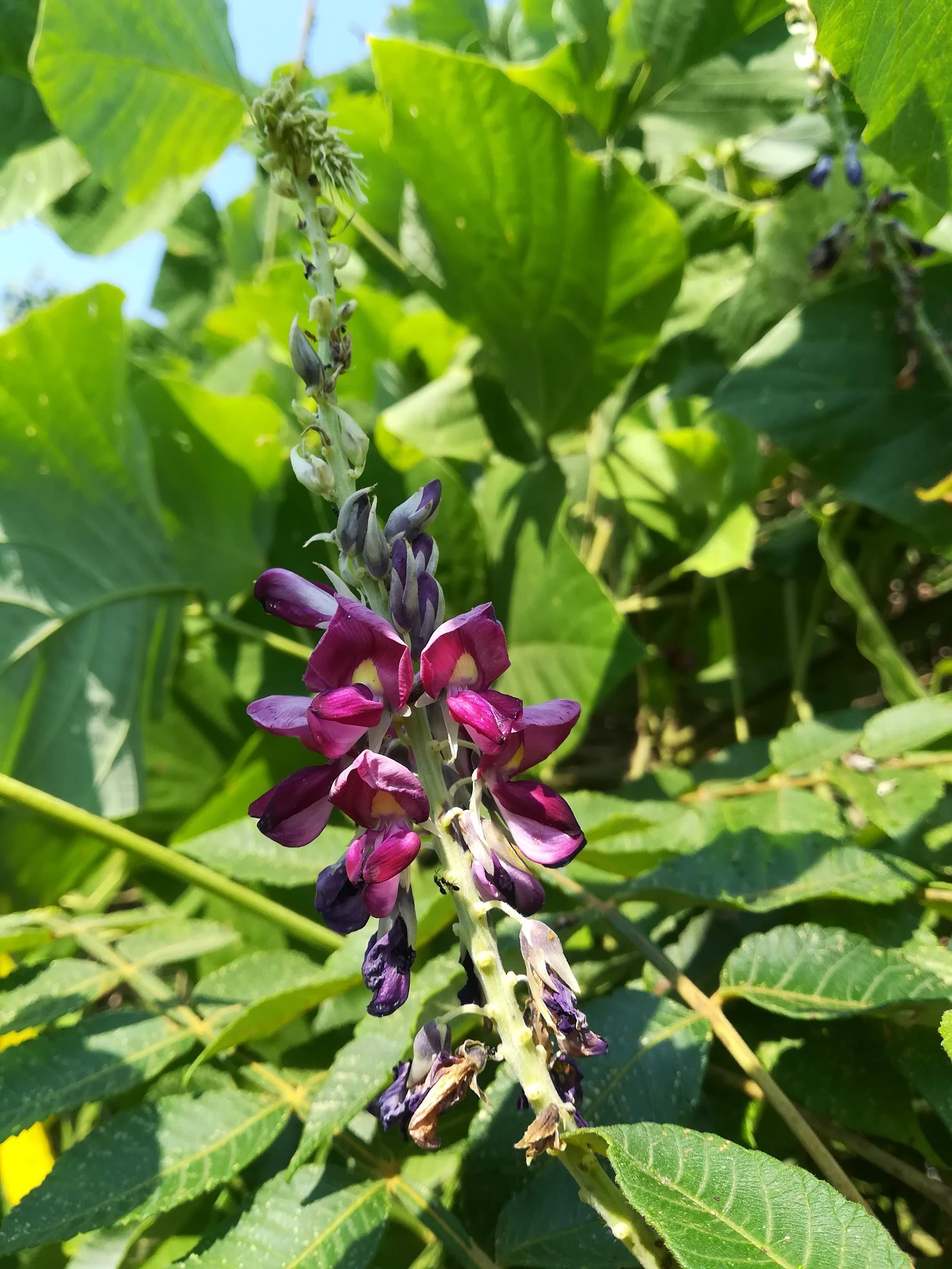 クズ/Pueraria lobata