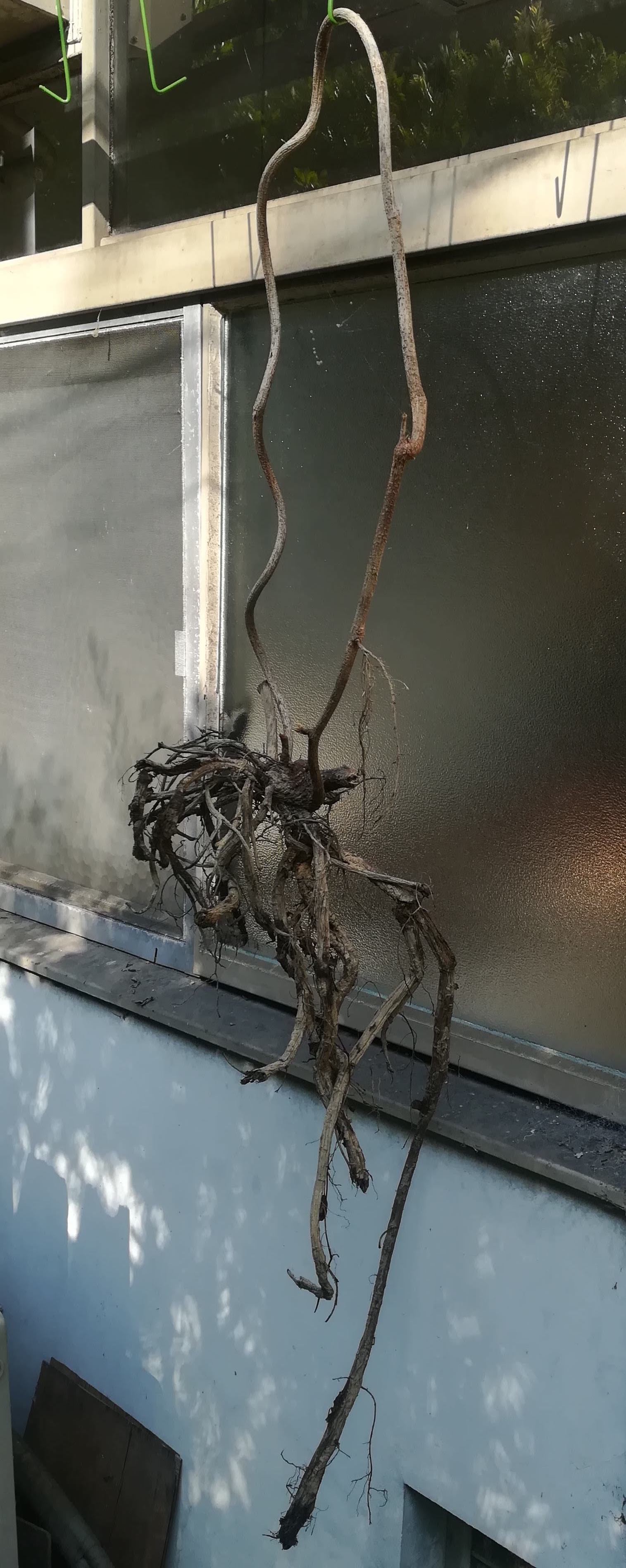 クズの根/Pueraria lobata roots