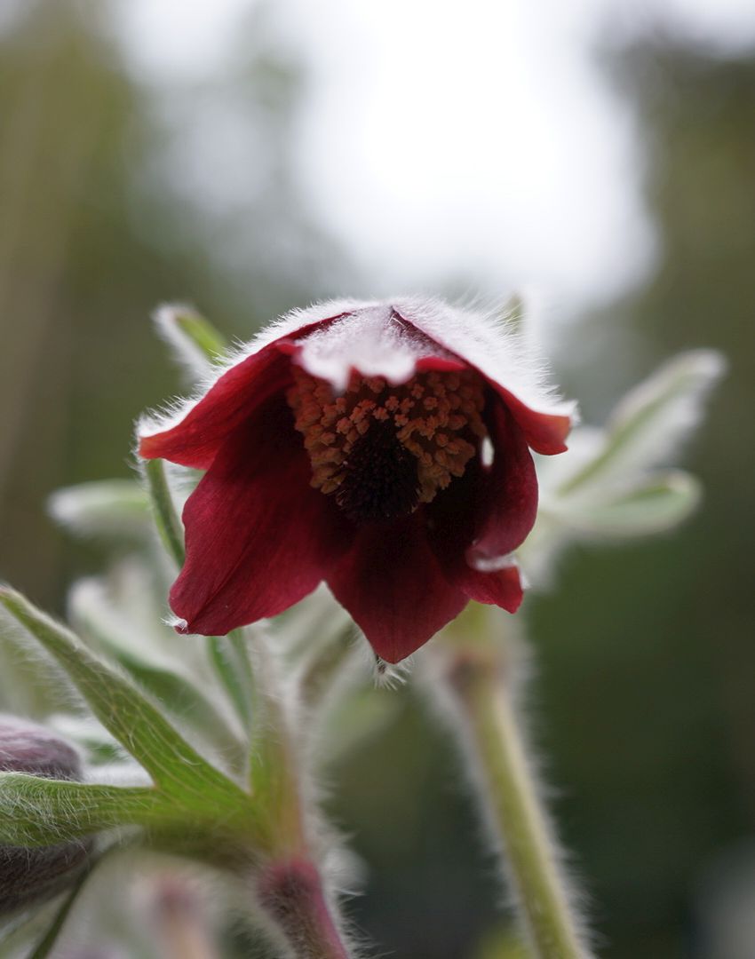 オキナグサ/Pulsatilla cernua