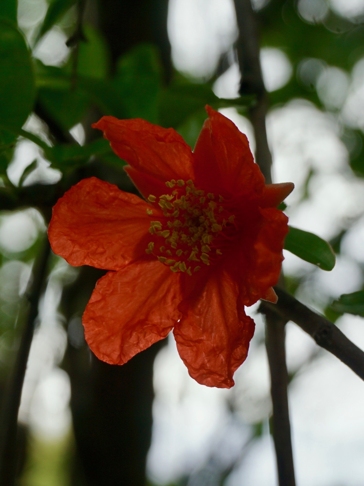 ザクロ/Punica granatum