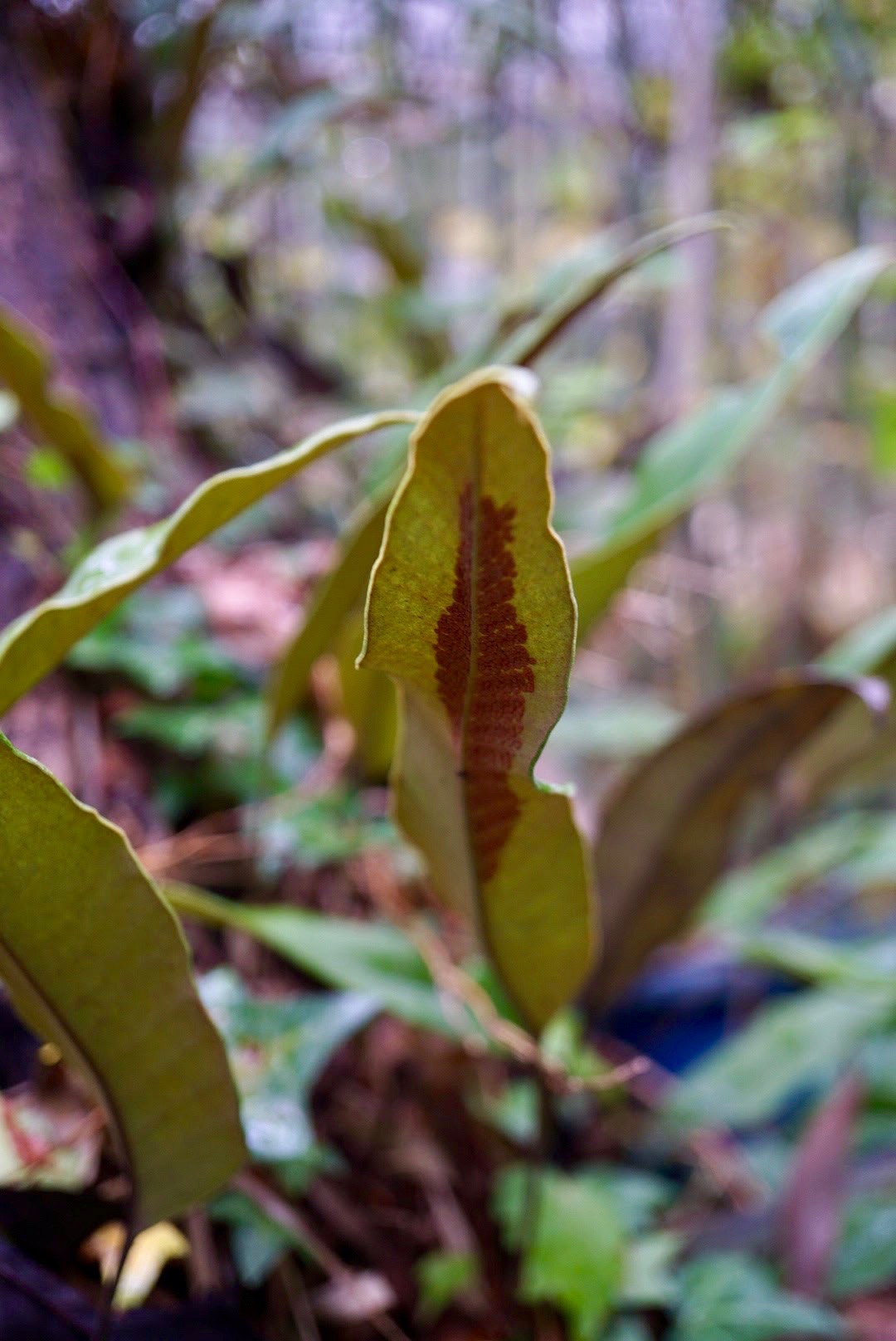 ヒトツバ/Pyrrosia lingua