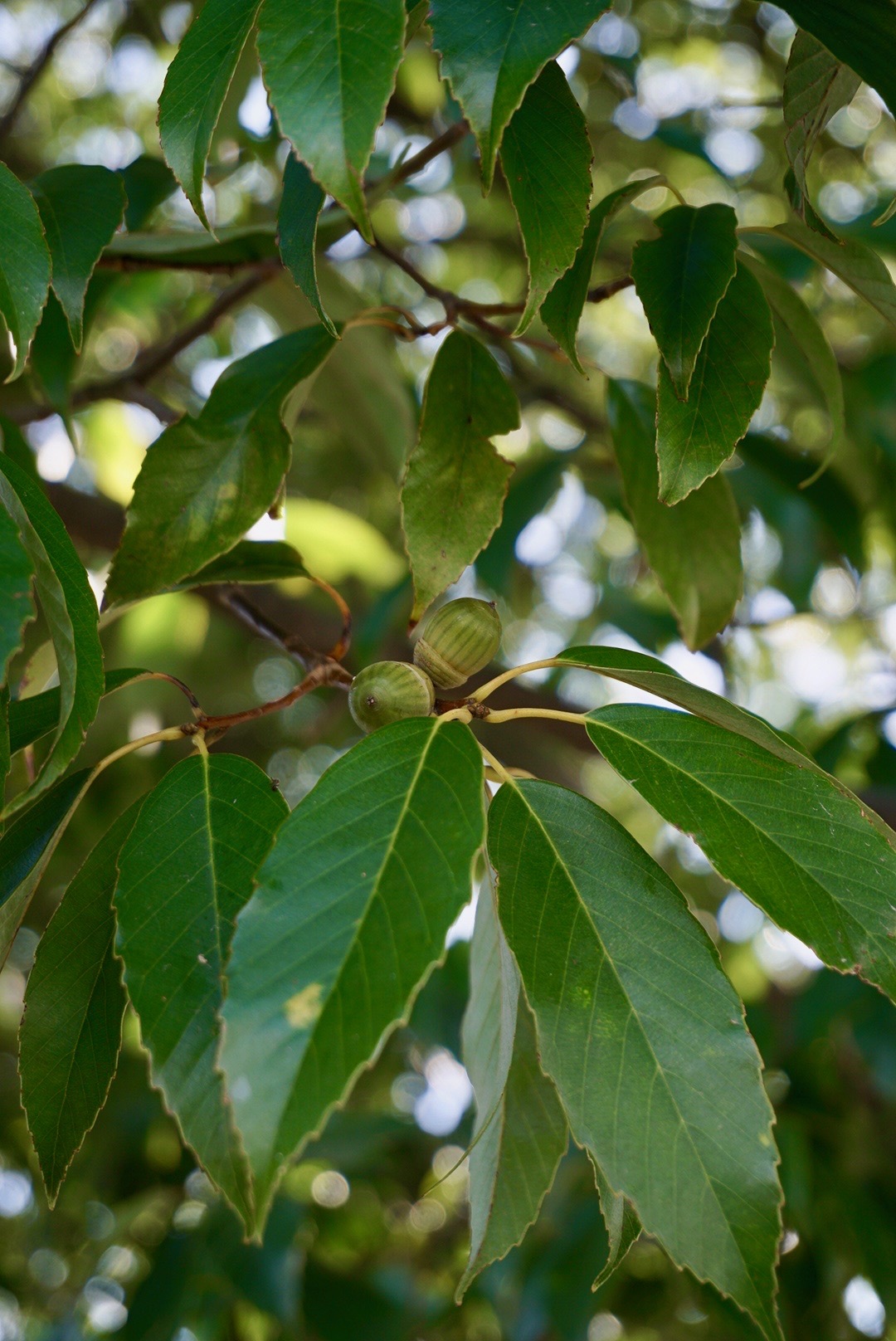 シラカシ/Quercus myrsinifolia