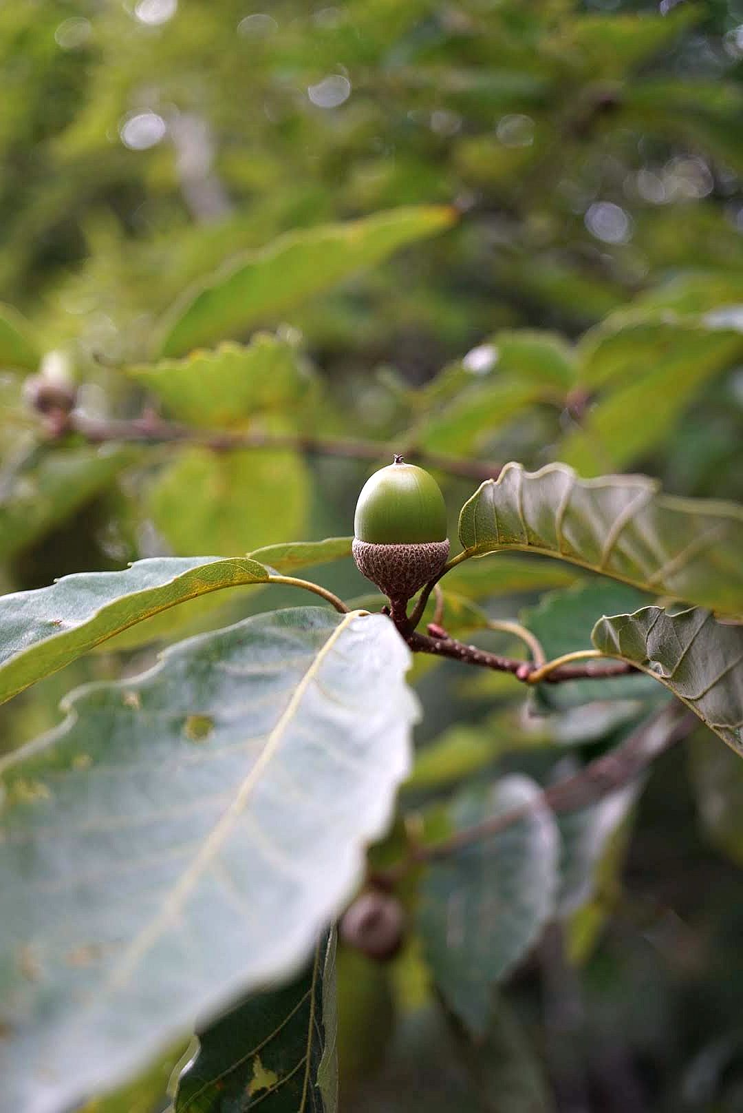 コナラ/Quercus serrata