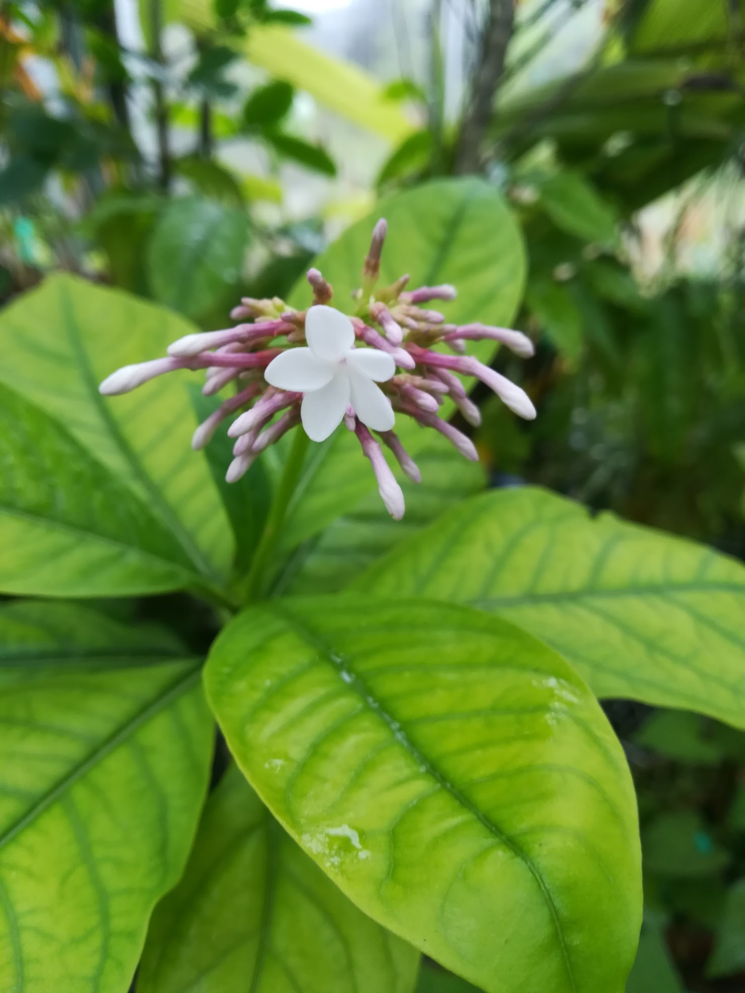 インドジャボク/Rauwolfia serpentina