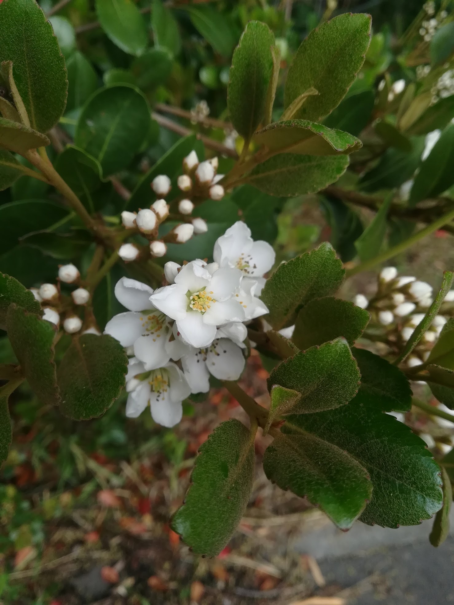 シャリンバイ/Rhaphiolepis indica