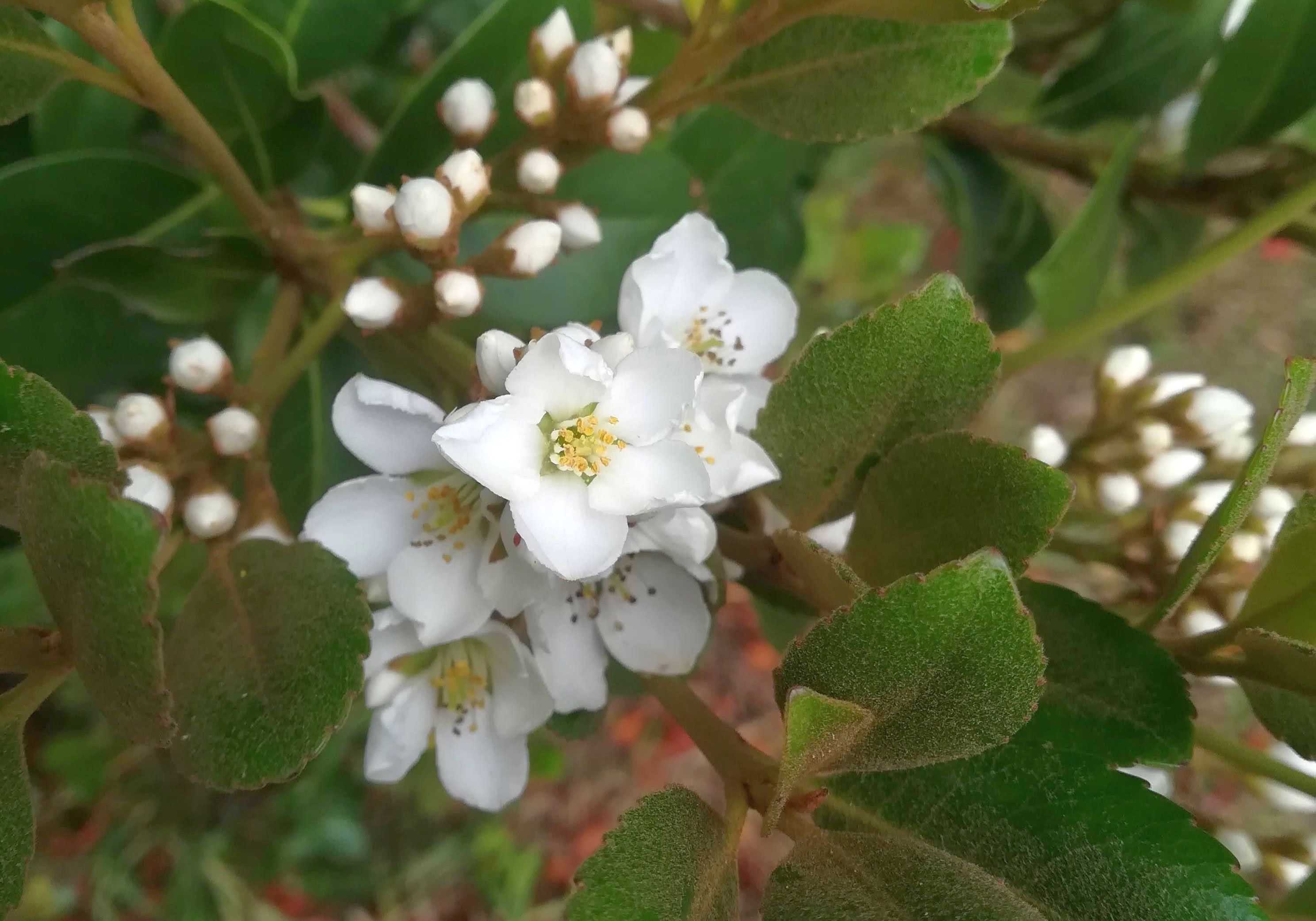 シャリンバイ/Rhaphiolepis umbellata