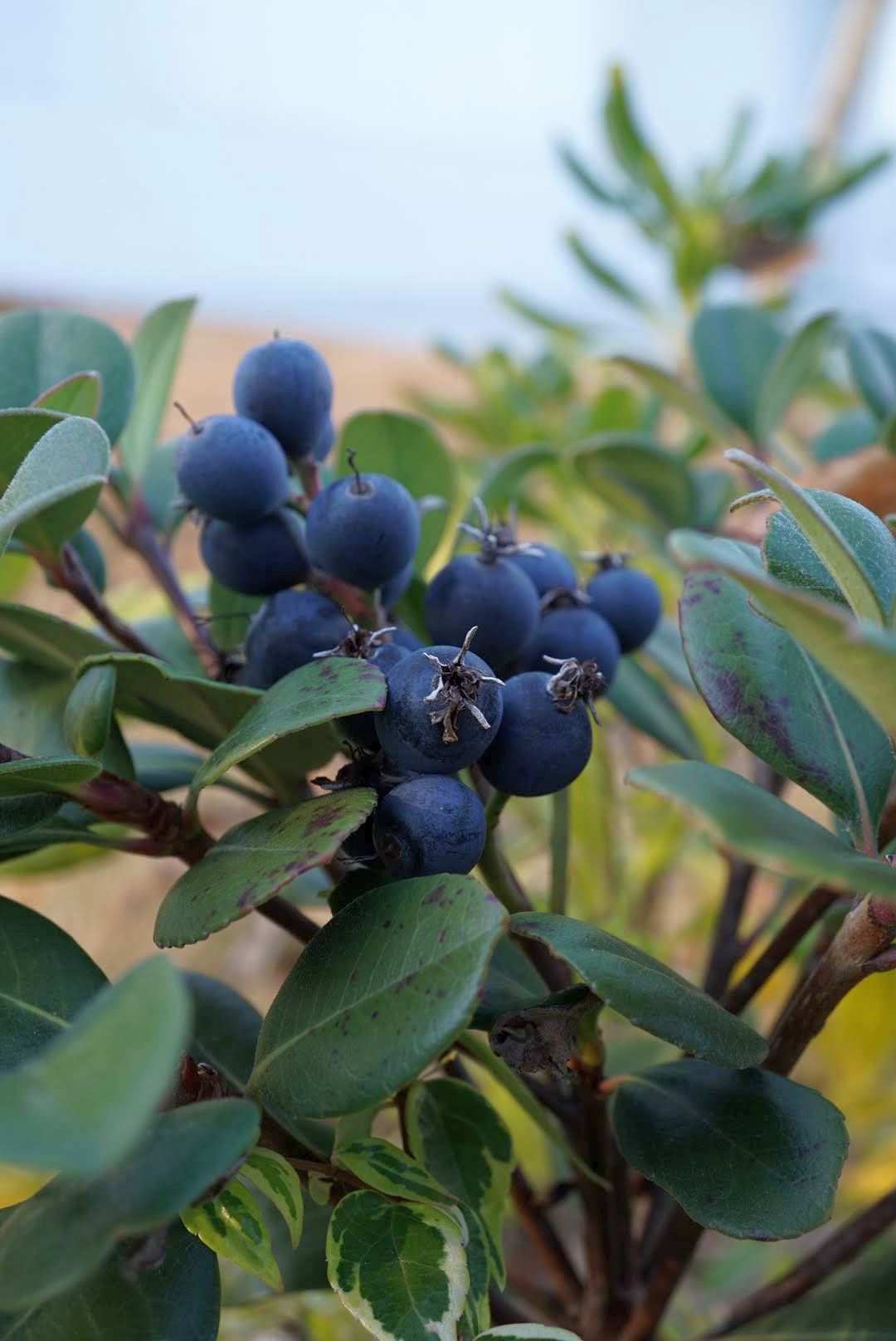 シャリンバイ/Rhaphiolepis umbellata