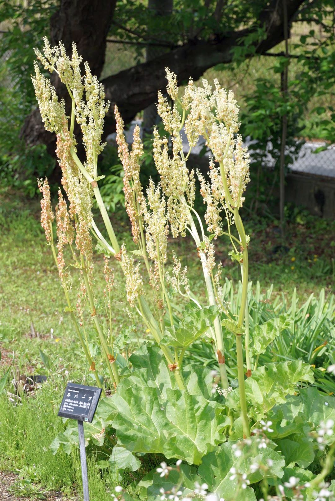 ショクヨウダイオウ/Rheum rhabarbarum