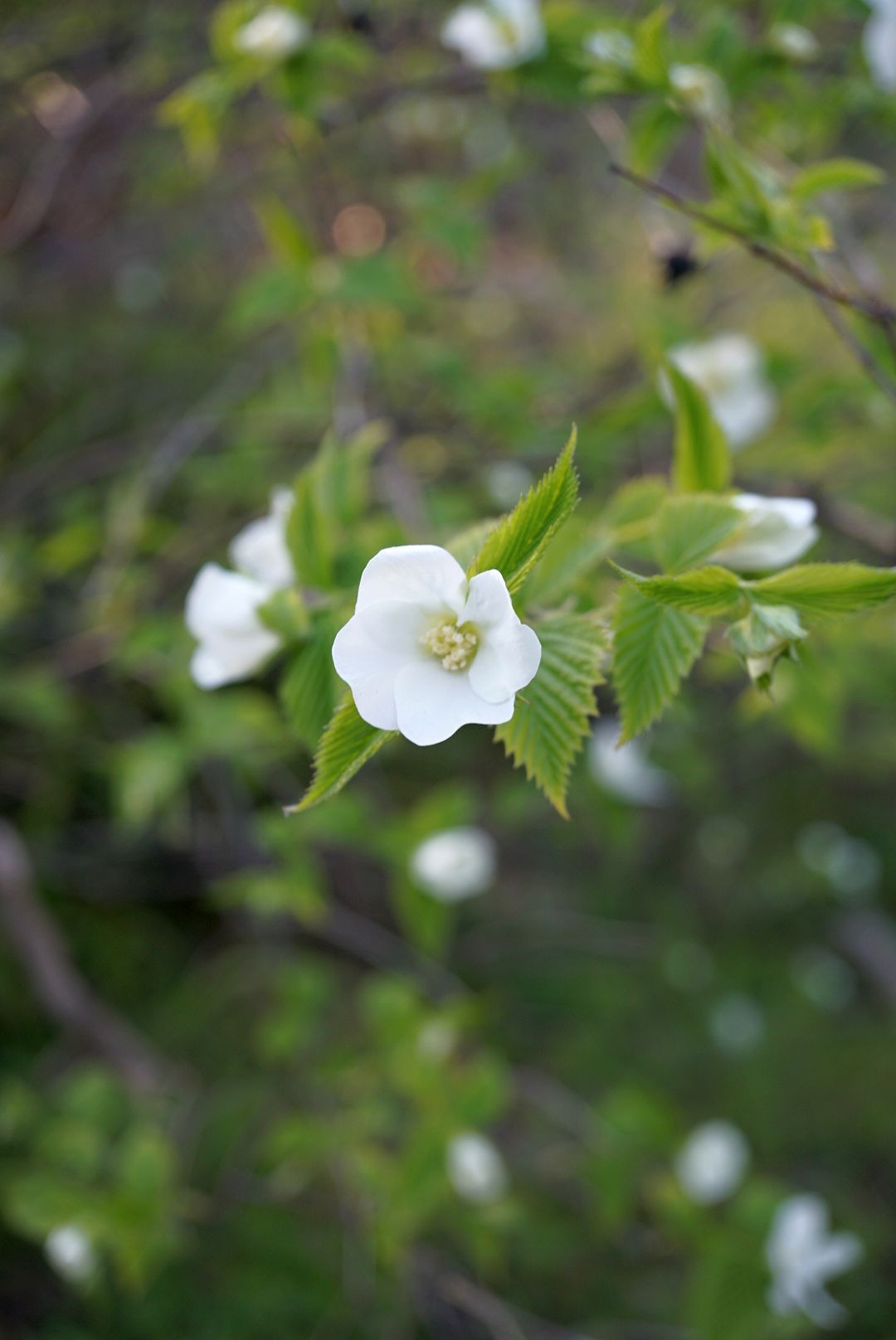 シロヤマブキ/Rhodotypos scandens