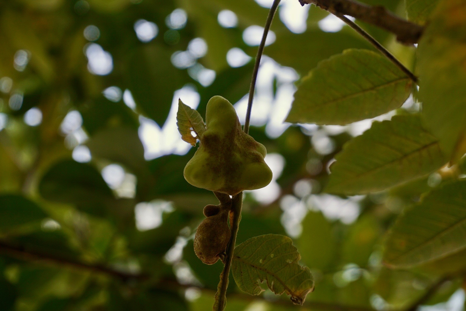 ヌルデ/Rhus javanica