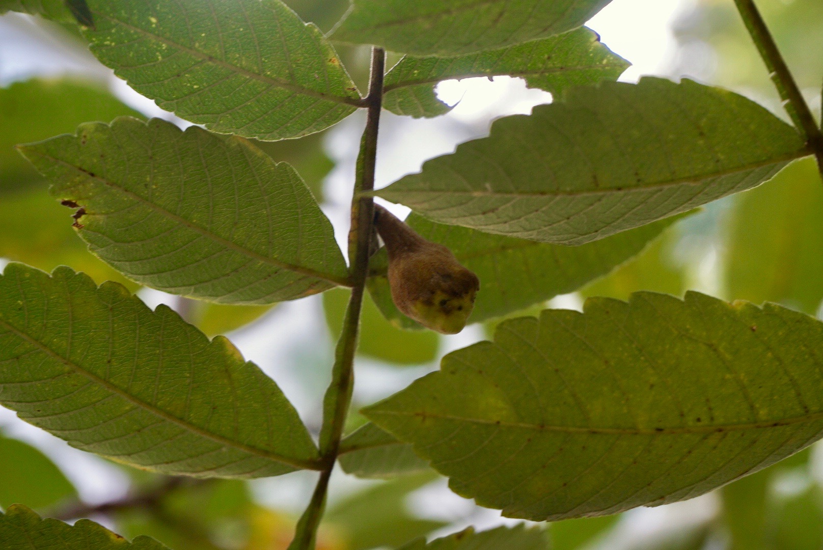 ヌルデ/Rhus javanica