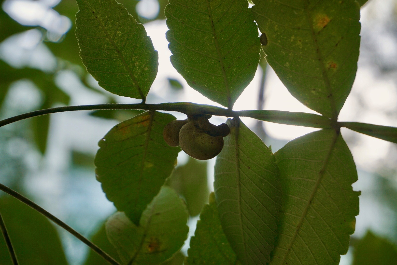 ヌルデ/Rhus javanica