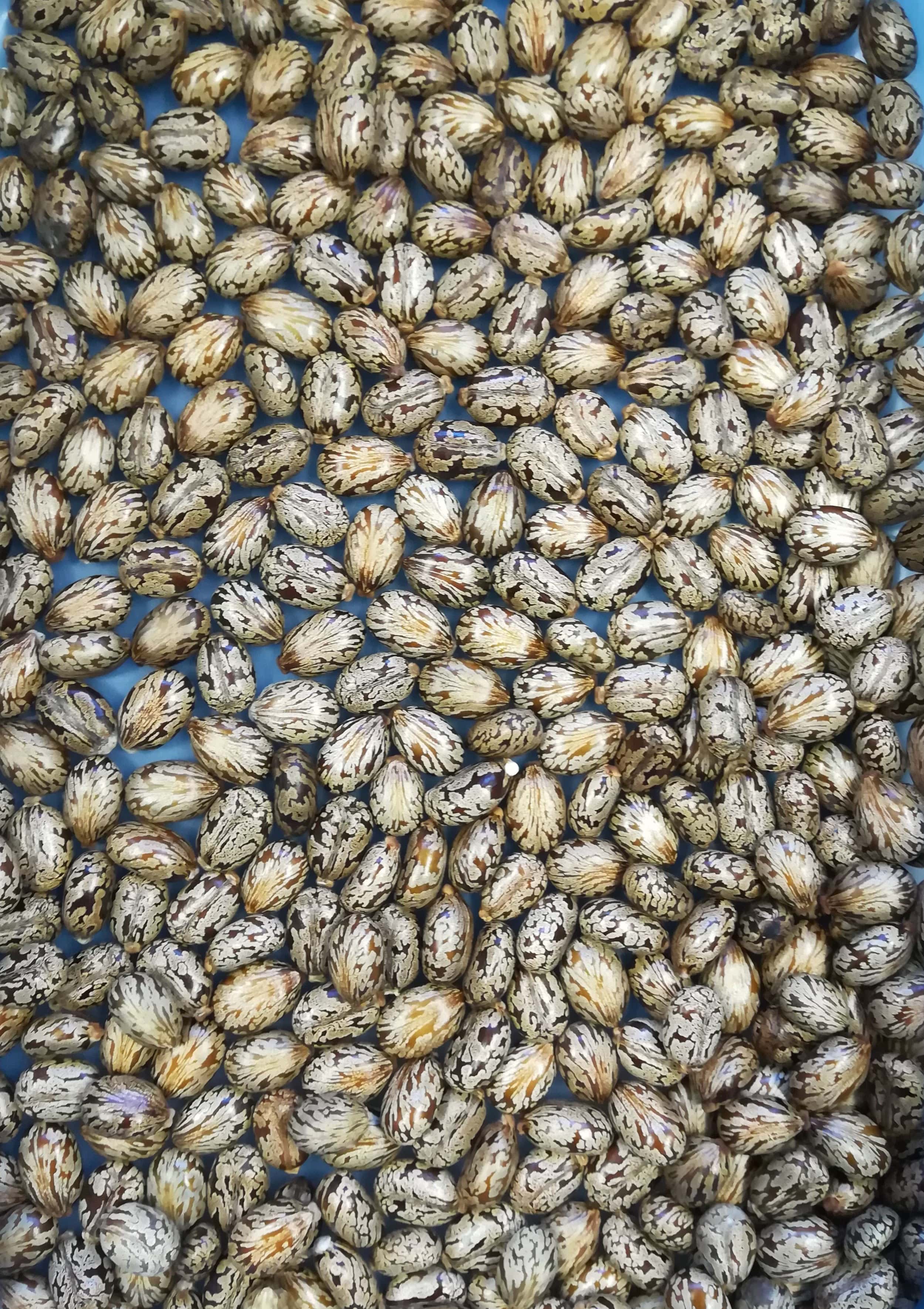 トウゴマ/Ricinus communis