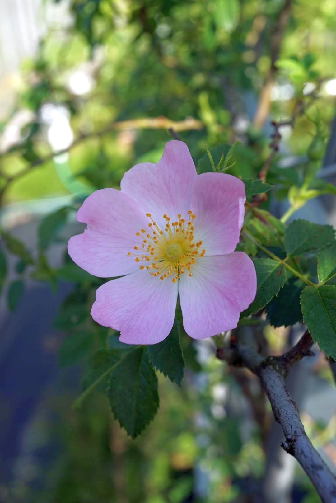 ドッグローズ花/Rosa canina flower