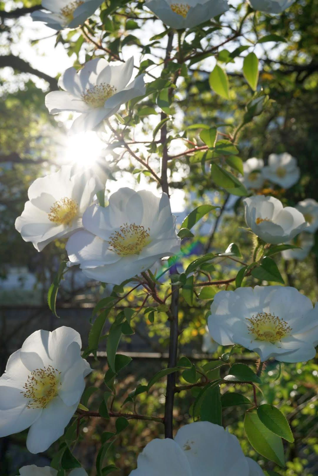 ナニワイバラ/Rosa laevigata