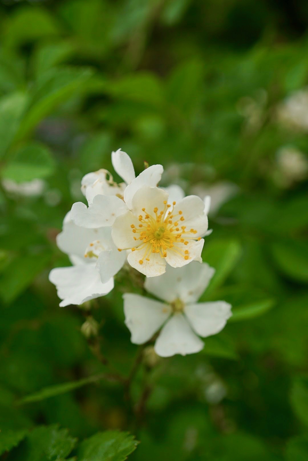 ノイバラ/Rosa multiflora