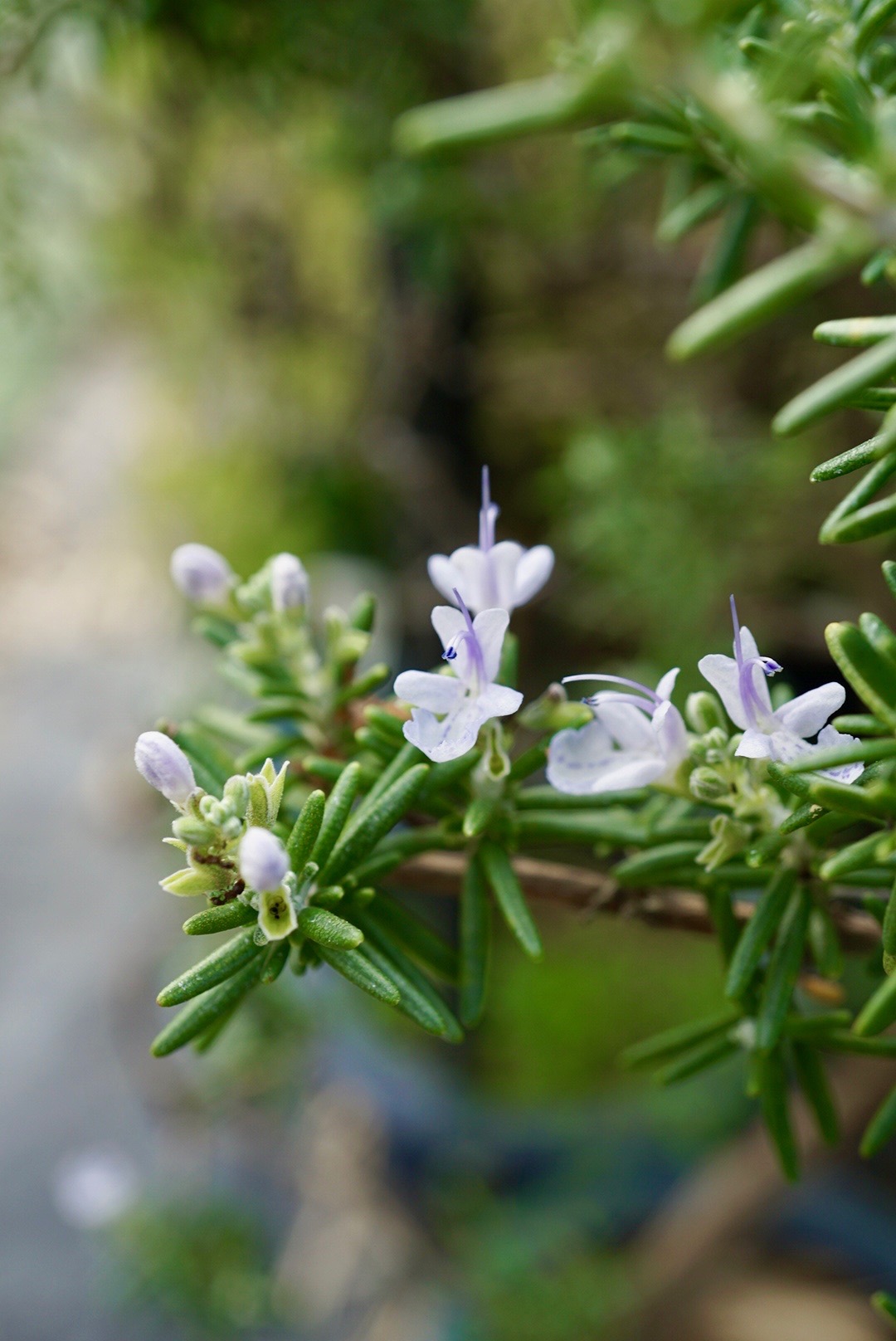 ローズマリー/Rosmarunus officinalis