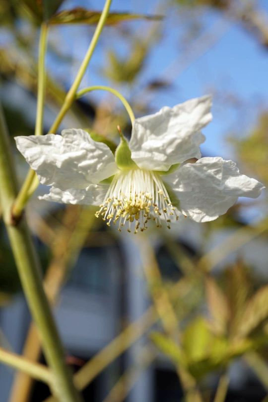 テンチャ/Rubus suavissimus