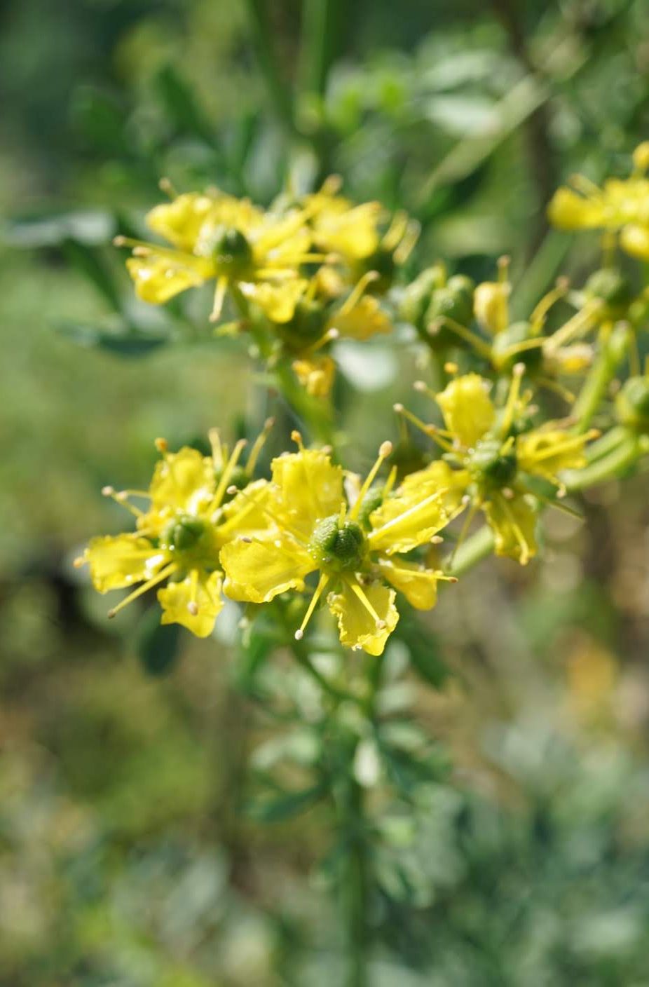 ヘンルーダ/Ruta graveolens