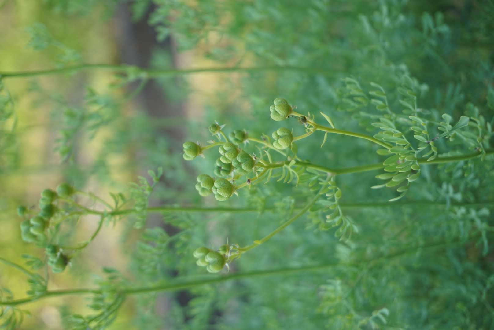 ヘンルーダ果実/Ruta graveolens fruits