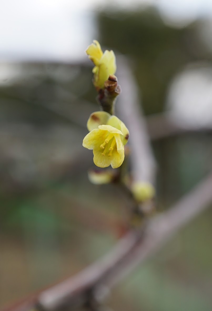 アオカズラ/Sabia japonica