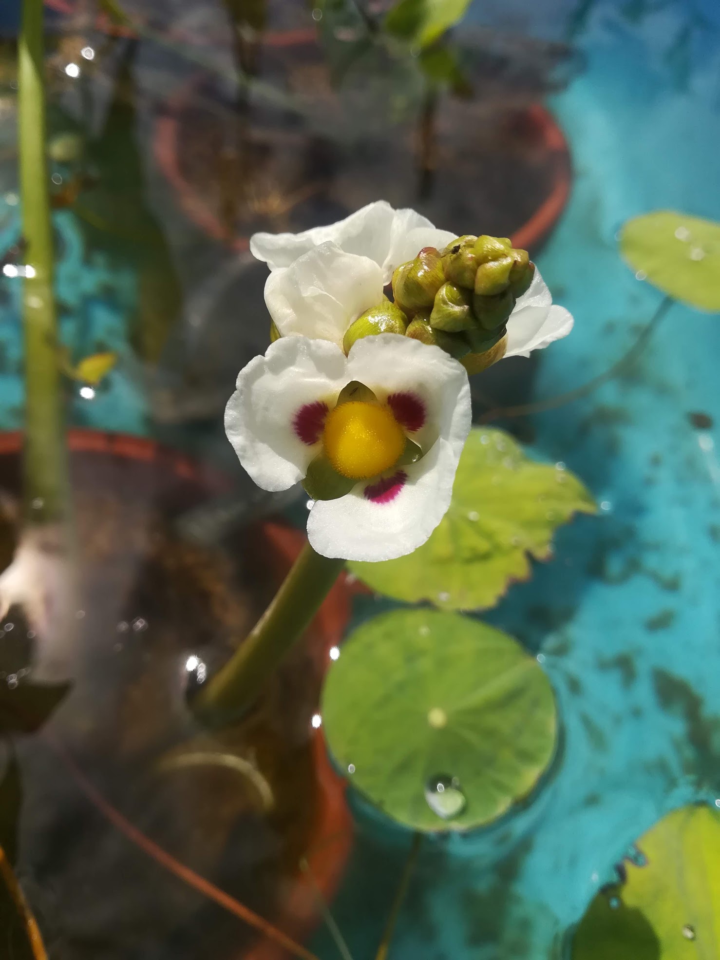 タイリンオモダカ雌花/Sagittaria montevidensis female flowers