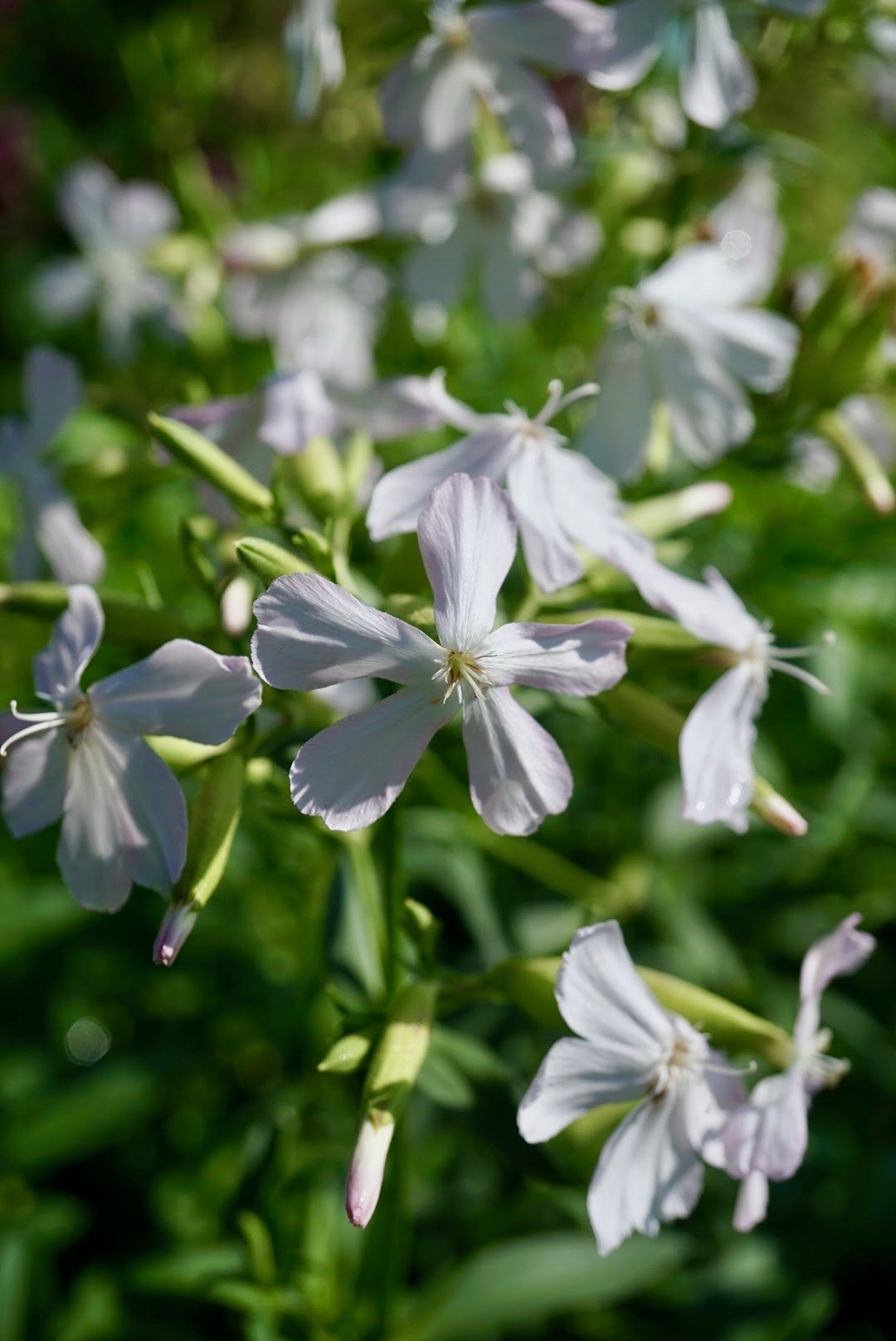 サボンソウ/Saponaria officinalis