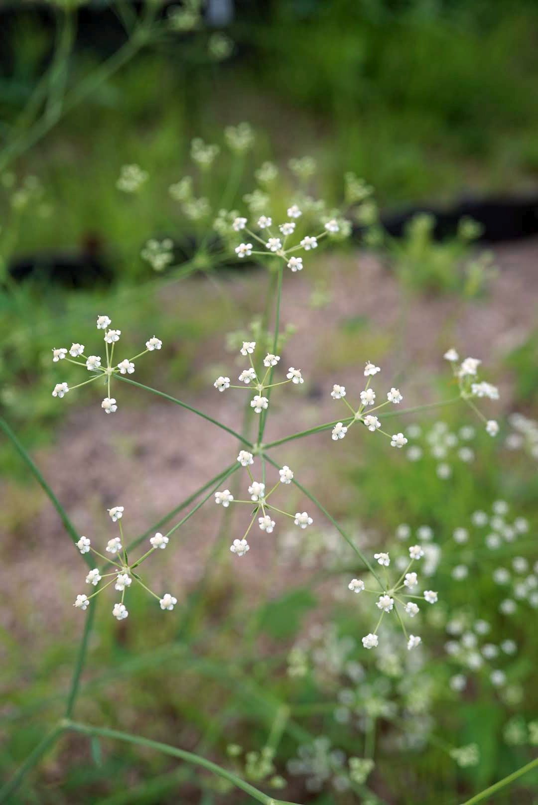 ボウフウ/Saposhnikovia divaricata