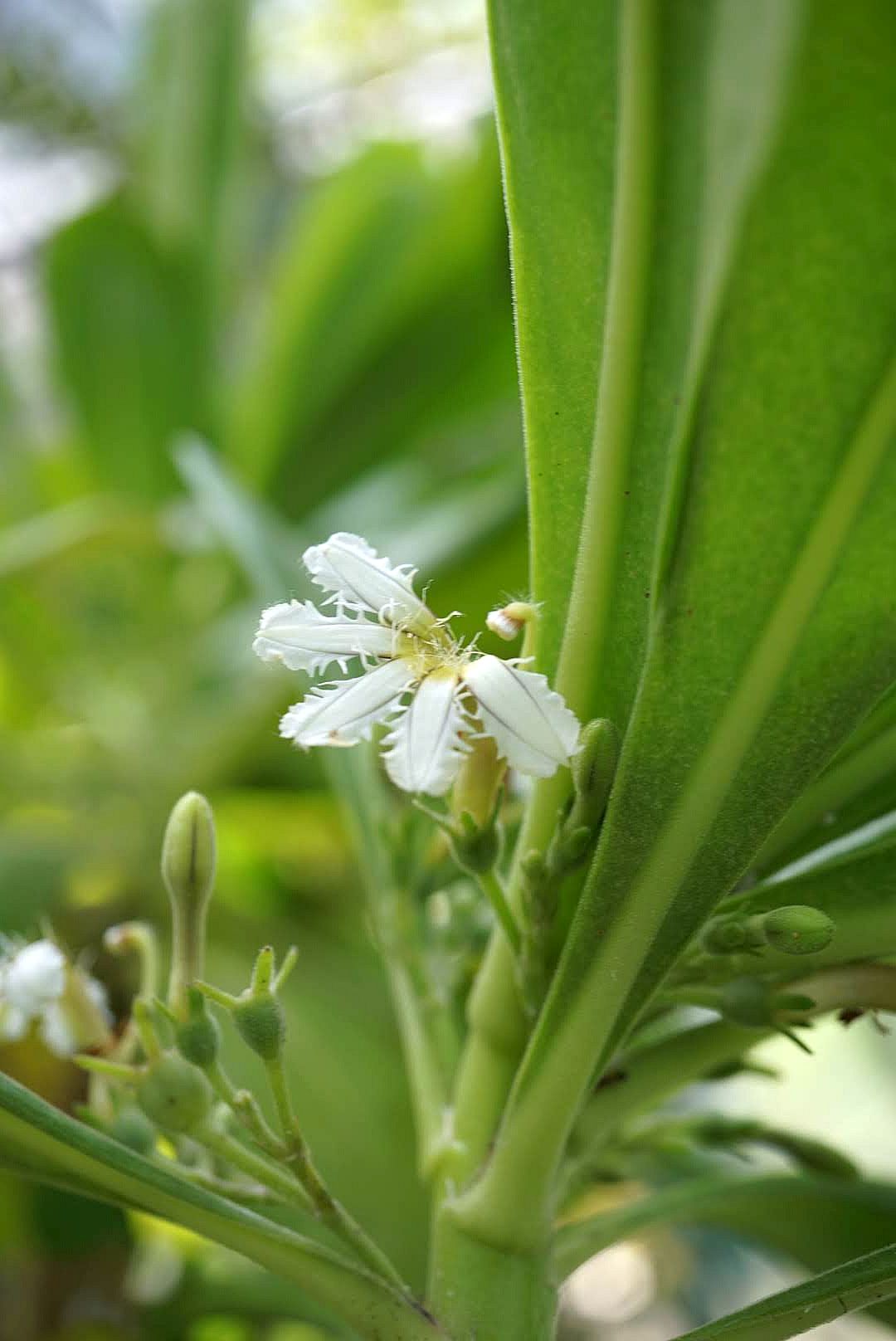 クサトベラ/Scaevola taccada