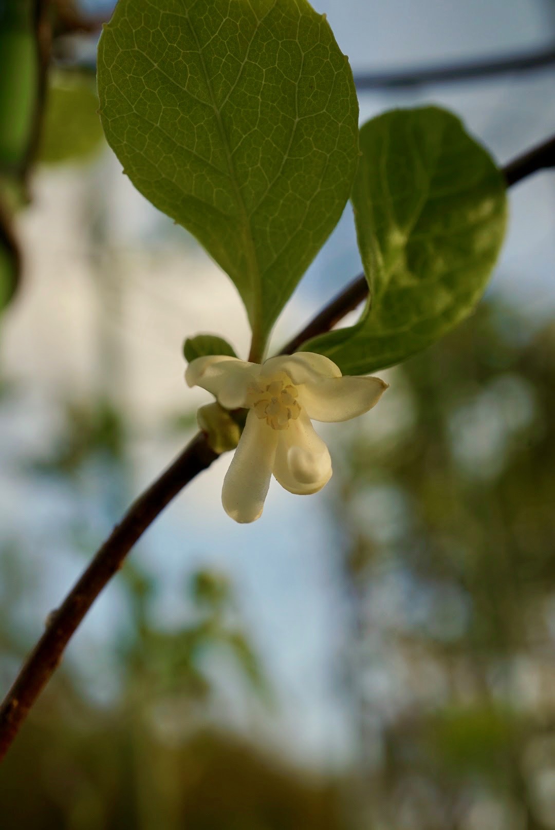 チョウセンゴミシ/Schisandra chinensis