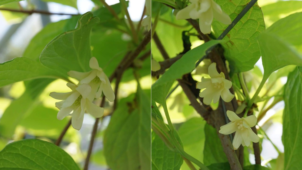 チョウセンゴミシ/Schisandra chinensis