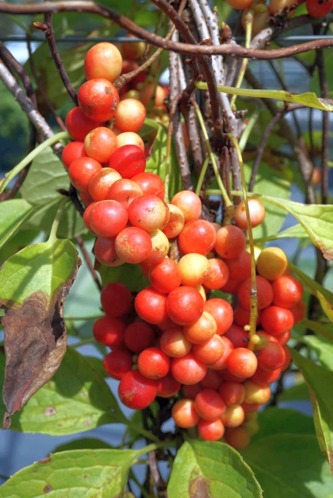 チョウセンゴミシ/Schisandra chinensis