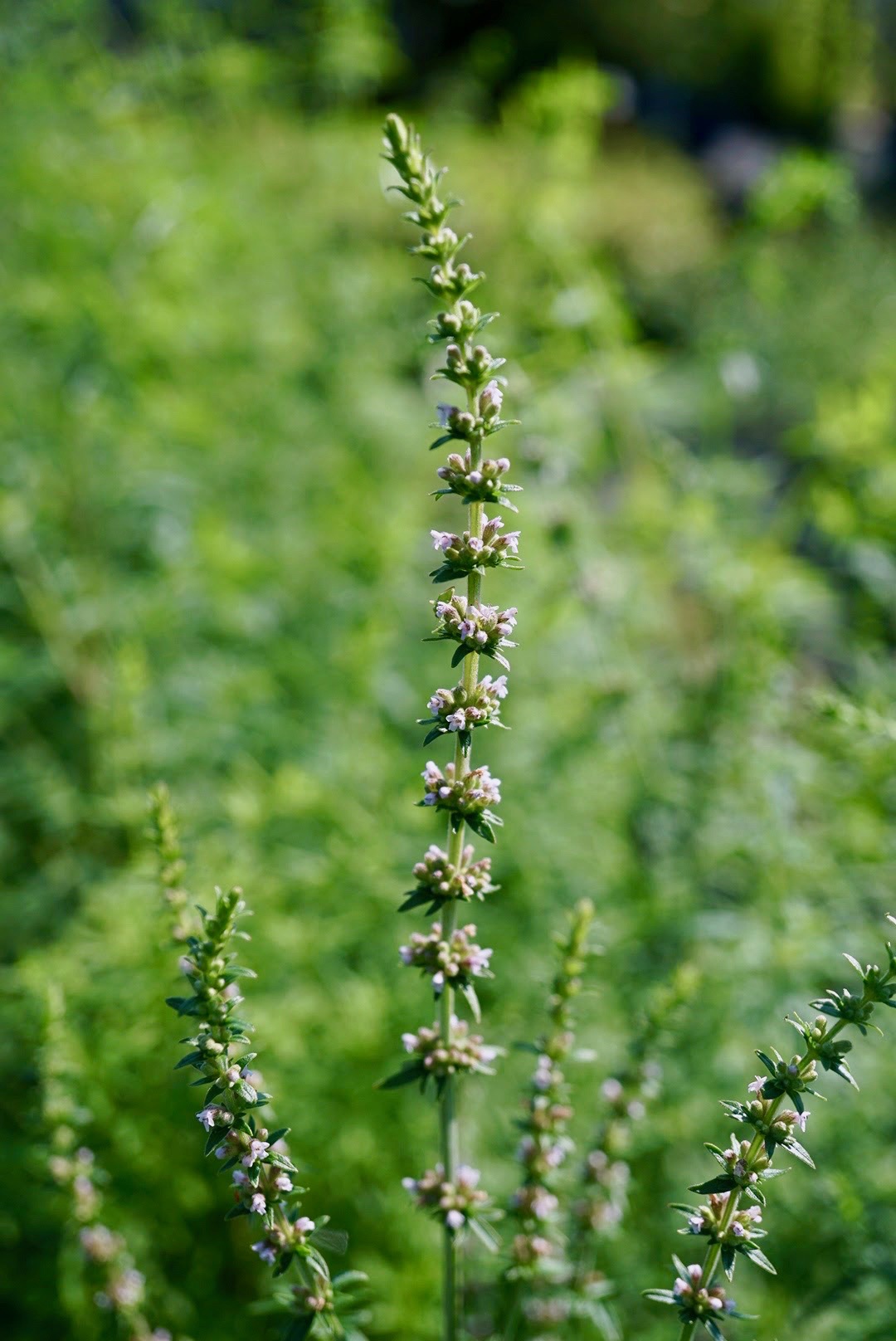 ケイガイ/Schizonepeta tenuifolia