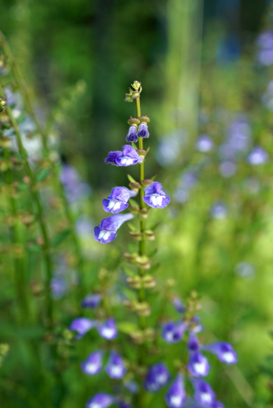 ハンシレン/Scutellaria barbata