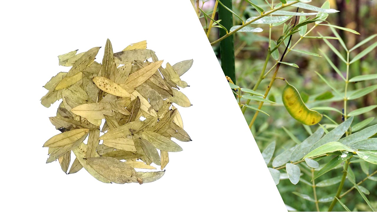 生薬センナ及びチンネベリーセンナ豆果