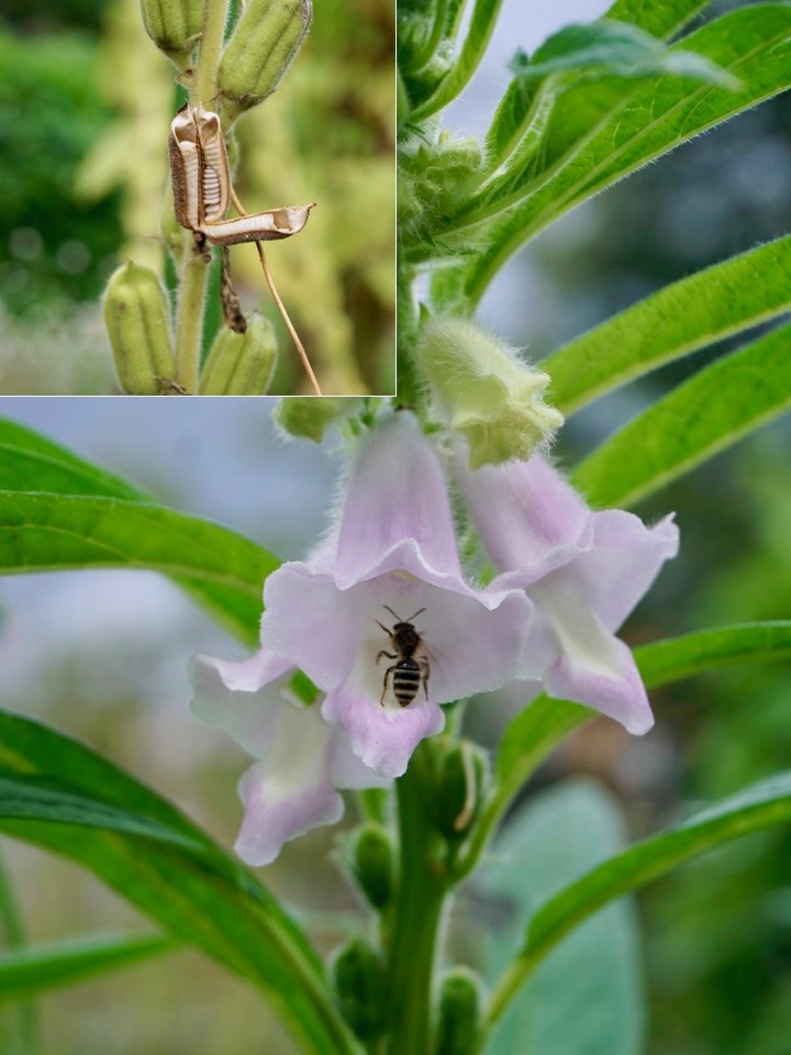 ゴマ/Sesamum indicum