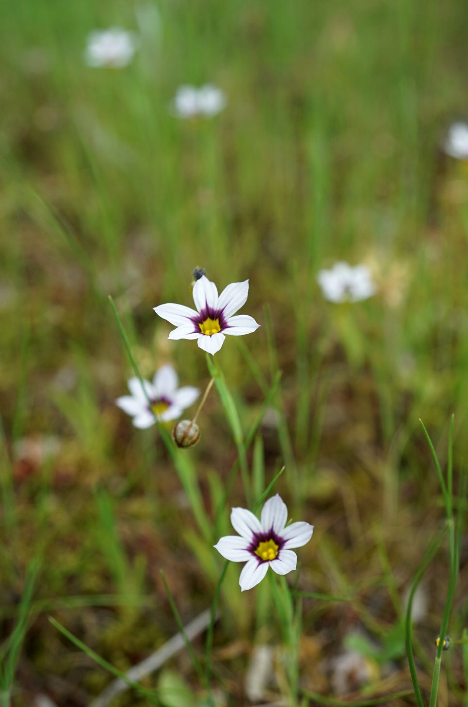 ニワゼキショウ/Sisyrinchium rosulatum